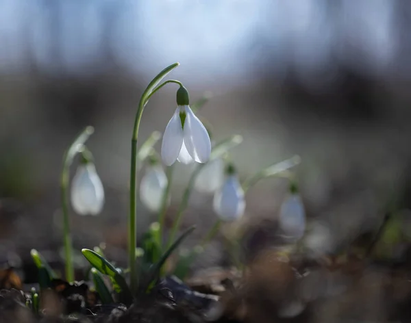 Primeiras Gotas Neve Floresceram Floresta — Fotografia de Stock