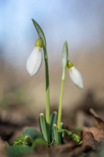 First Snowdrops Bloomed Forest — Stock Photo, Image