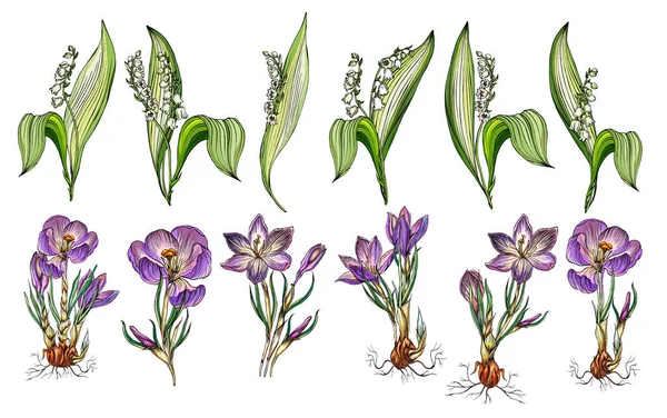 Vector set van Lily van de vallei en Crocus bloemen — Stockvector