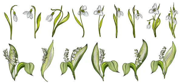 Vector set van sneeuwdruppel en Lily van de vallei kleuren — Stockvector