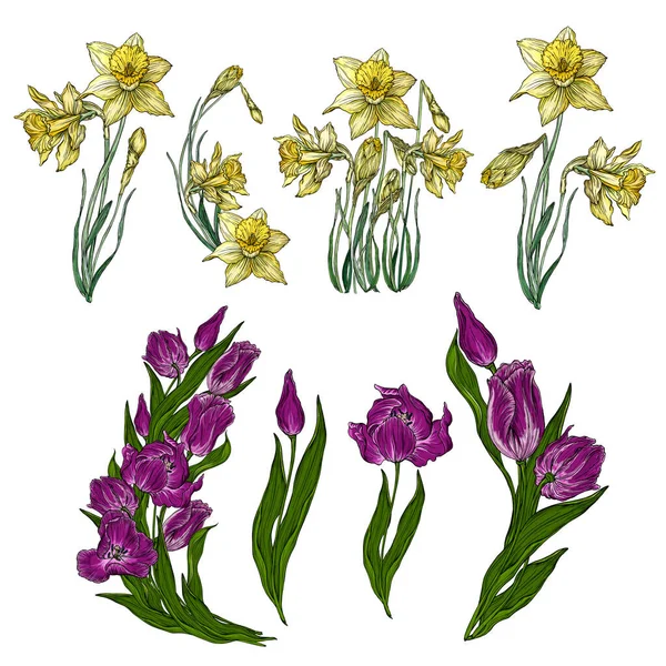 Tulip ve Narcissus çiçeklerinin vektör seti