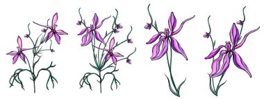 Narin mor kır çiçekleri olan vektör kümesi.