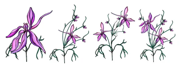 Vector set with delicate purple wildflowers. — Vetor de Stock