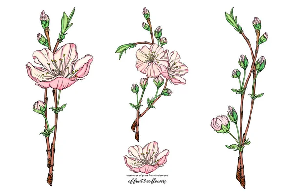 Conjunto de flores con flores delicadas, rama floreciente — Vector de stock