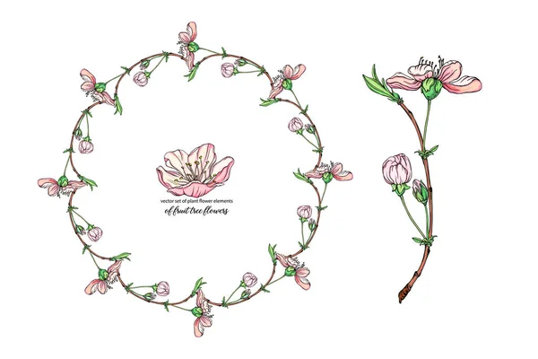 Vector flor conjunto con flores delicadas, rama floreciente — Archivo Imágenes Vectoriales