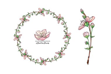 Narin çiçekli vektör çiçeği, çiçek açan dal