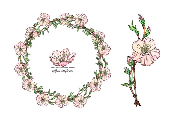 Vectorbloem bezet met delicate bloemen, bloeiende tak — Stockvector