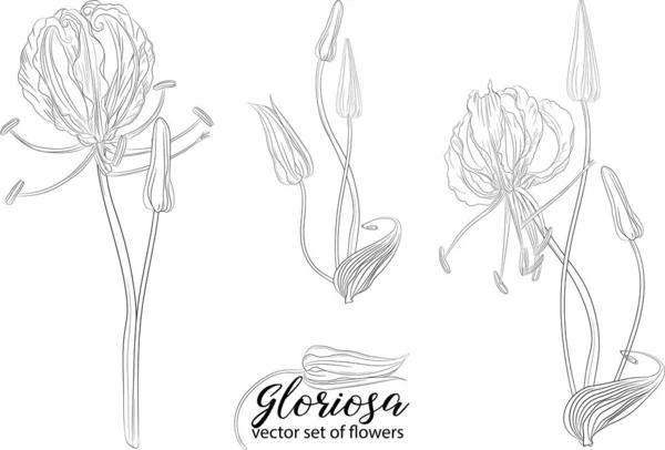 Conjunto vetorial de flores e contas glorasa Gloriosa —  Vetores de Stock