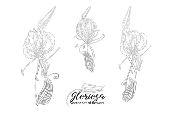 Wektor zestaw kwiatów i koralików glorasa Gloriosa — Wektor stockowy