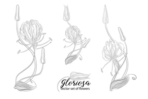 Σύνολο διάνυσμα από λουλούδια και χάντρες glorasa Gloriosa — Διανυσματικό Αρχείο