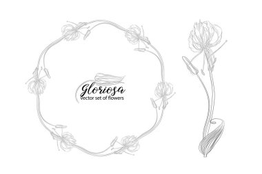 Çiçeklerin ve boncukların vektör kümesi Gloriosa Gloriosa