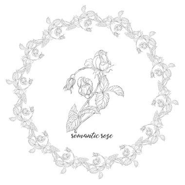 Gül çiçekleri ile çiçek bileşimlerinin vektör seti. Çiçek çelengi. Gül.