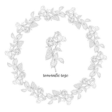 Gül çiçekleri ile çiçek bileşimlerinin vektör seti. Çiçek çelengi. Gül.