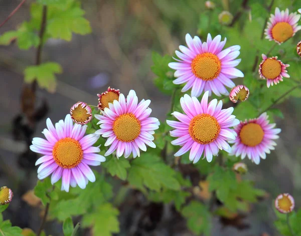 exotic sketches of autumn nature in the Kiev Botanical Garden