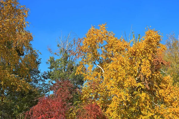 exotic sketches of autumn nature in the Kiev Botanical Garden