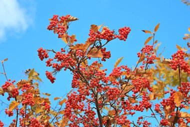 Kiev Botanik Bahçesi 'nde sonbahar doğasının egzotik çizimleri
