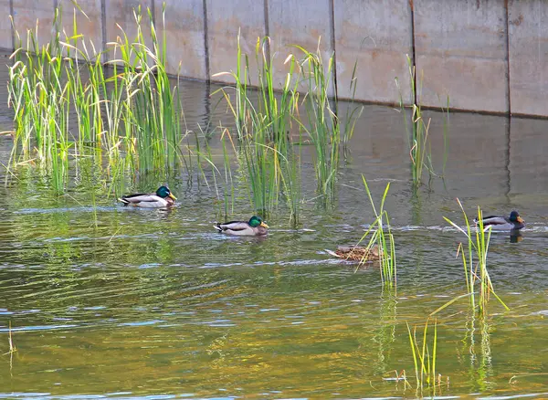 Wildenten Fühlen Sich Wohl Teich Des Stadtparks — Stockfoto