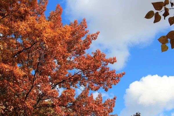 Exotische Skizzen Der Herbstlichen Natur Botanischen Garten Kiew — Stockfoto