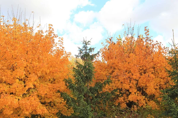 Exotické Náčrty Podzimní Přírody Kyjevské Botanické Zahradě — Stock fotografie