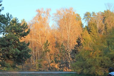 Kiev Botanik Bahçesi 'nde sonbahar doğasının egzotik çizimleri