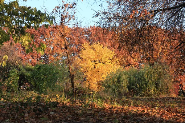 Экзотические Наброски Осенней Природы Киевском Ботаническом Саду — стоковое фото