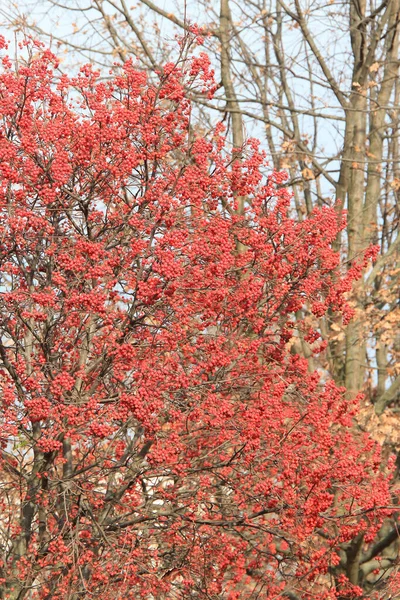 Exotische Skizzen Der Herbstlichen Natur Botanischen Garten Kiew — Stockfoto