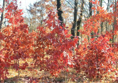 Botanik Bahçesinde sonbahar doğasının egzotik çizimleri