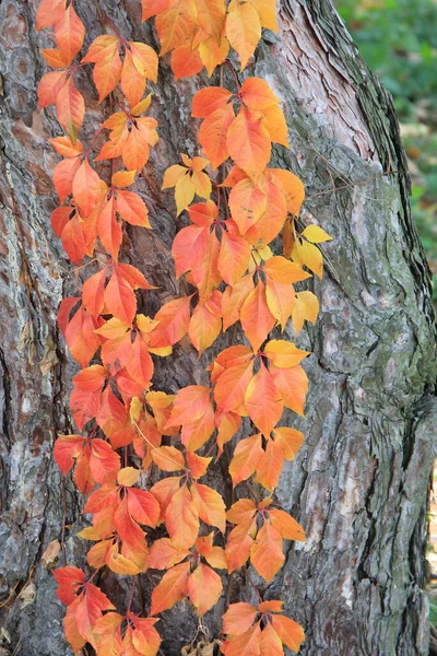 Egzotyczne Szkice Jesiennej Przyrody Ogrodzie Botanicznym — Zdjęcie stockowe