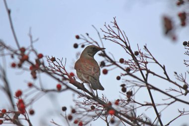  Küçük kuş olgun yaban mersinlerinin tadını çıkarıyor.