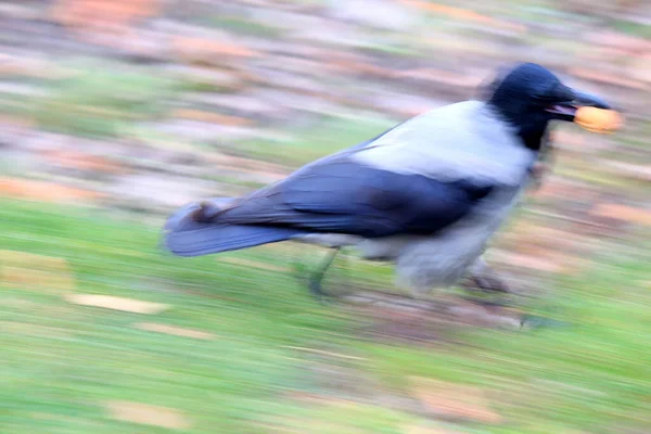 Dief Kraai Ontsnapt Met Een Gestolen Moer — Stockfoto