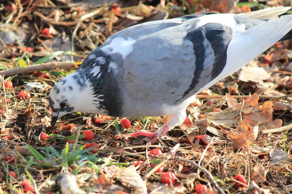 Vogel Schmeckt Reife Vogelbeeren — Stockfoto