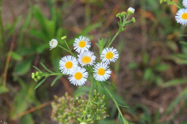  Sonbaharın başlarında bir buket narin papatya.