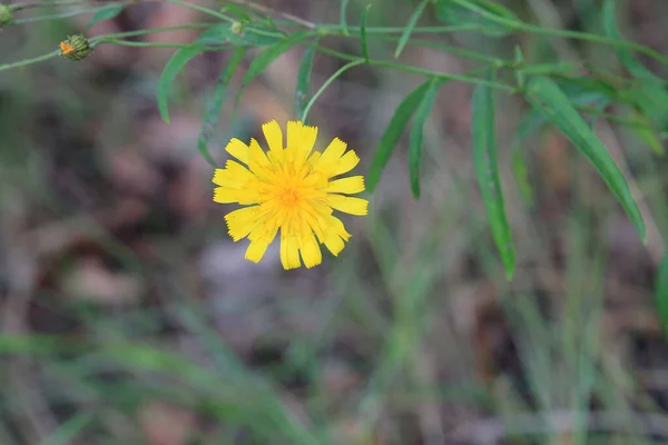 初秋の繊細な草原の花 — ストック写真