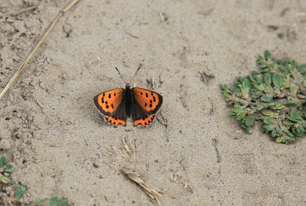 Butterfly unsuccessfully disguised itself on sandy ground