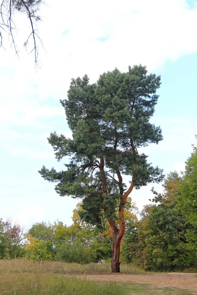 Lone Pine Tree Edge Autumn Meadow — Stock Photo, Image