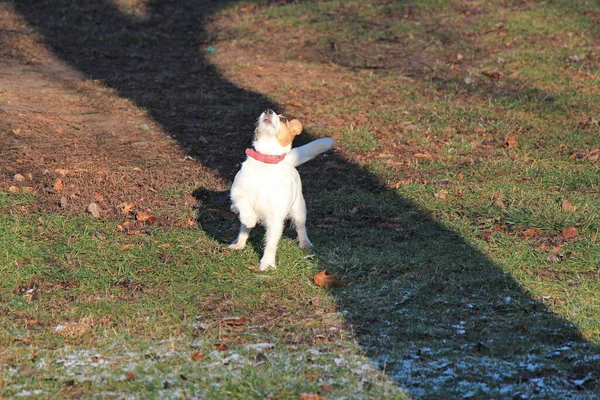 Bellt Der Hund Ein Eichhörnchen Auf Einem Hohen Baum — Stockfoto