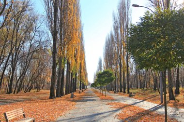 Şehir bahçesinde pitoresk sonbahar geçidi