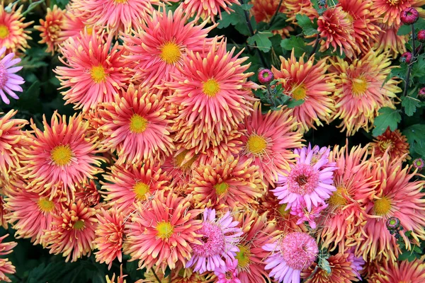 Émeute Couleurs Dans Jardin Fleuri Dans Jardin Botanique — Photo