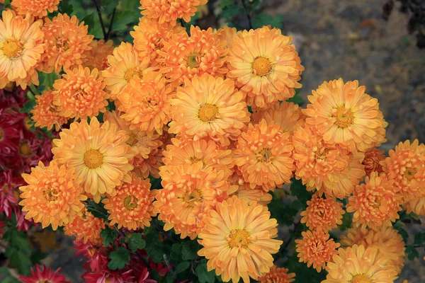 Farbenrausch Einem Blumengarten Einem Botanischen Garten — Stockfoto