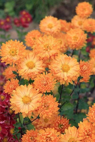 Botanik bahçesindeki çiçek bahçesinde renklerin kargaşası