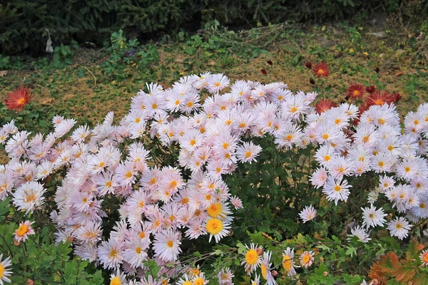 Farbenrausch Einem Blumengarten Einem Botanischen Garten — Stockfoto