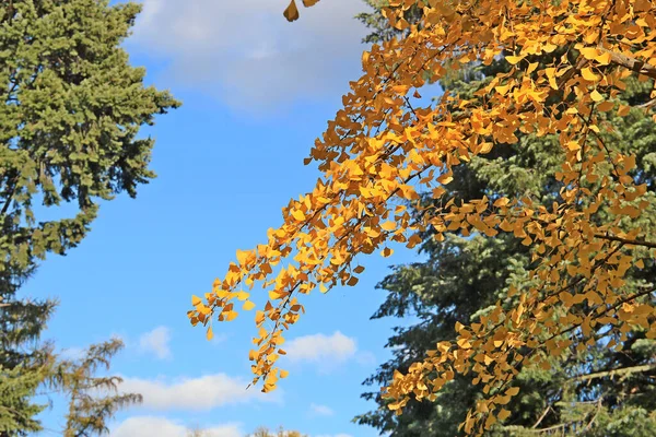 Exotische Skizzen Der Herbstlichen Natur Botanischen Garten — Stockfoto