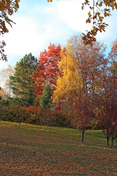 Экзотические Наброски Осенней Природы Ботаническом Саду — стоковое фото