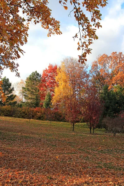 Botanik Bahçesinde sonbahar doğasının egzotik çizimleri