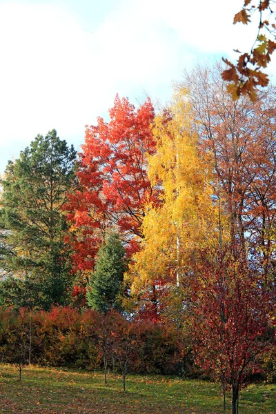 Экзотические Наброски Осенней Природы Ботаническом Саду — стоковое фото
