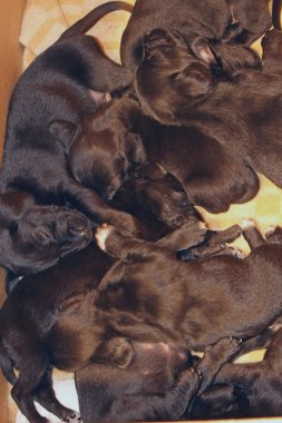 3 haftalık yorgun yavrular aktif oyunlardan sonra uyuyakaldılar.