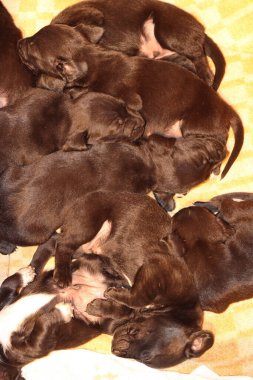 3 haftalık yorgun yavrular aktif oyunlardan sonra uyuyakaldılar.