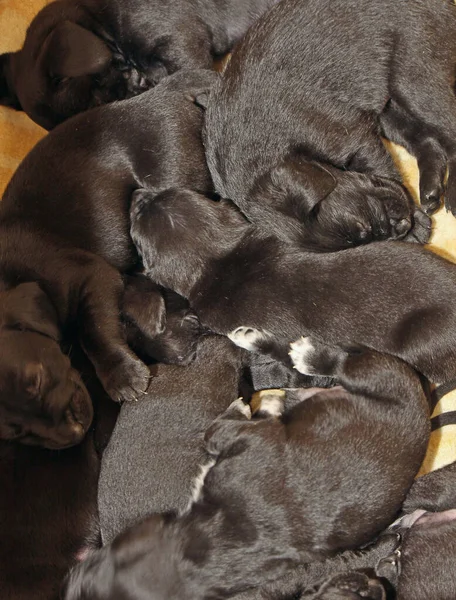 Tired Week Old Puppies Fell Asleep Active Games — Stock Photo, Image