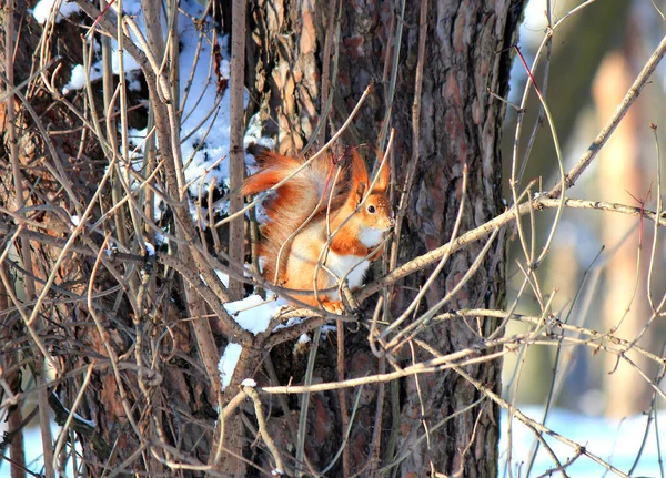 Neugieriges Eichhörnchen Winterpark — Stockfoto