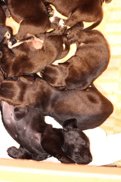 3 haftalık yorgun yavrular aktif oyunlardan sonra uyuyakaldılar.